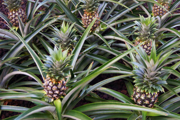 Flera ananasfrukter som växer på gröna långbladiga buskar. 